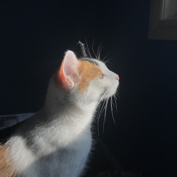 Meet your Posher, Liv - Picture 1 of 1